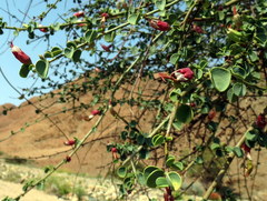 Adenolobus garipensis