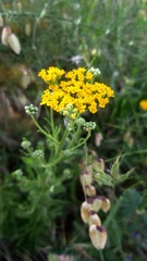 Achillea ageratum