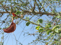 Adenolobus garipensis