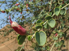 Adenolobus garipensis