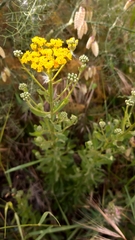 Achillea ageratum