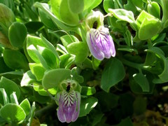 Monechma mollissimum