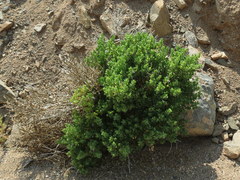 Monechma mollissimum