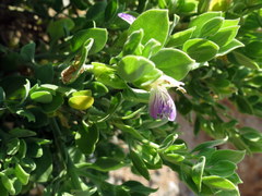 Monechma mollissimum