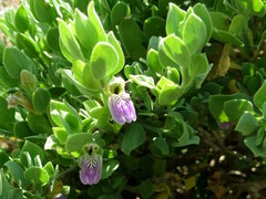 Monechma mollissimum