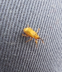 Dorytomus