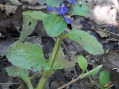 Ajuga reptans
