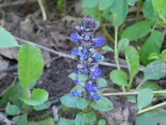 Ajuga reptans