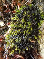 Schistidium trichodon