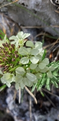 Erysimum witmannii