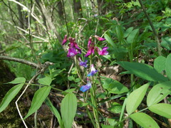 Lathyrus vernus