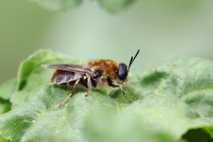 Stratiomys longicornis