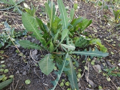 Lactuca tatarica