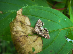 Petrophila canadensis