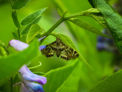 Petrophila canadensis