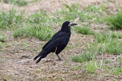 Corvus frugilegus