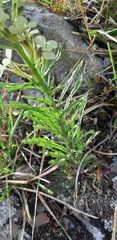 Erysimum witmannii