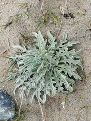 Matthiola sinuata