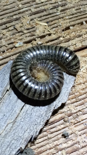 Atopetholidae
