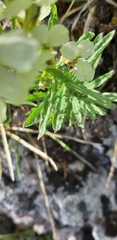 Erysimum witmannii