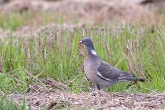 Columba palumbus