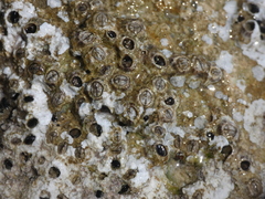 Chthamalus stellatus