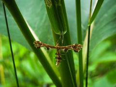 Geina periscelidactylus