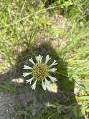 Gaillardia aestivalis winkleri