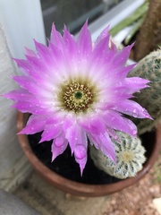 Echinocereus