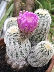 Echinocereus