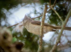 Baeolophus atricristatus