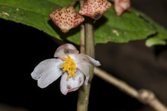Begonia roxburghii