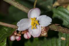 Begonia roxburghii