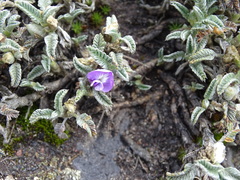 Astragalus geminiflorus