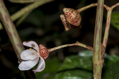Begonia roxburghii