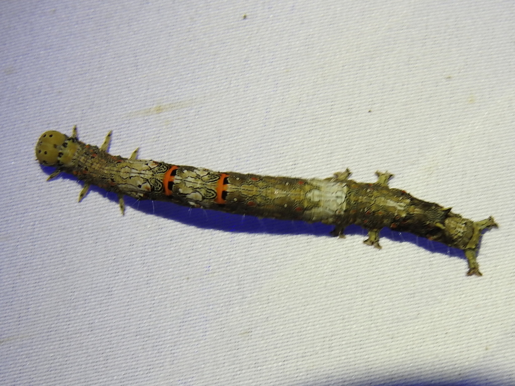 Metria bilineata