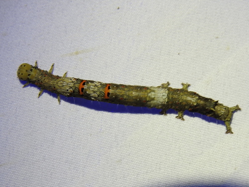 Metria bilineata