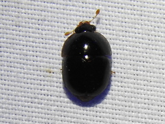 Camptodes texanus