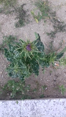 Silybum marianum