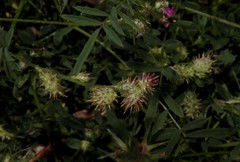 Onobrychis caput-galli