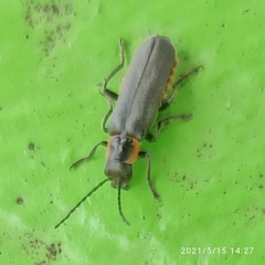 Cantharis pulicaria