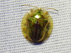 Coptocycla texana