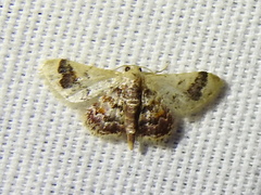 Idaea asceta