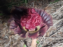 Amorphophallus paeoniifolius