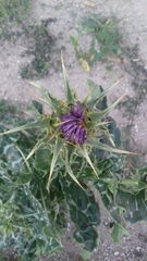 Silybum marianum