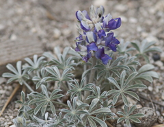 Lupinus breweri