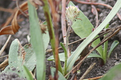 Erigeron breweri