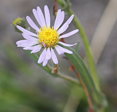 Erigeron breweri