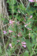 Chamaecytisus purpureus