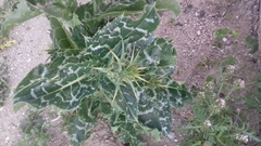 Silybum marianum